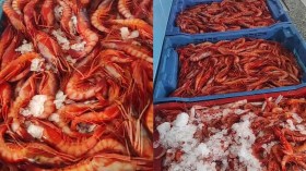 بشراكة أمريكية-جزائرية.. نحو إنتاج ألف طن من الجمبري 