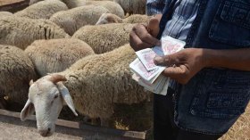 توقعات بتراجع أسعار الأضاحي عشية العيد