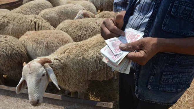 توقعات بتراجع أسعار الأضاحي عشية العيد
