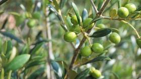 هل أصبحت مصر أول منتج للزيتون في العالم؟
