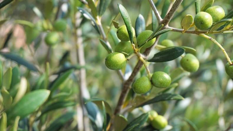 هل أصبحت مصر أول منتج للزيتون في العالم؟