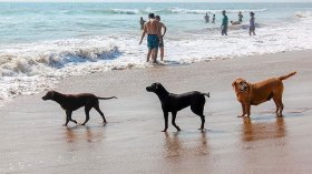 حيوانات تتجوّل على الشواطئ.. والـ “جاتسكي” يهدّد المصطافين