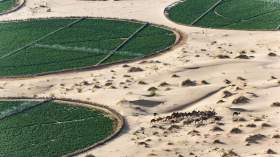 أورو نيوز: صحراء الجزائر قفة غذاء حقيقية للعالم