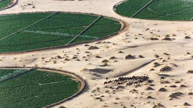 أورو نيوز: صحراء الجزائر قفة غذاء حقيقية للعالم