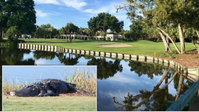 تمساحان يلتهمان عجوزا سقطت في بركة مائية بفلوريدا