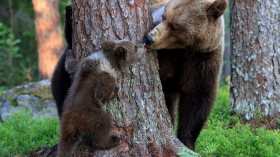 شاهد.. ردة فعل أمريكية بعد دخول دببة لمنزلها!