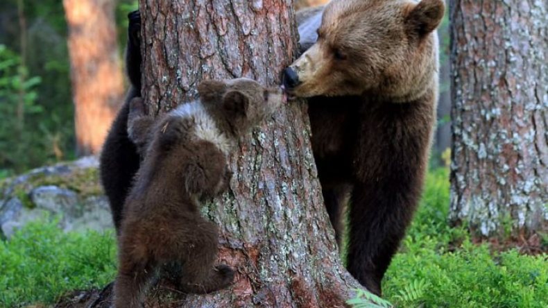 شاهد.. ردة فعل أمريكية بعد دخول دببة لمنزلها!