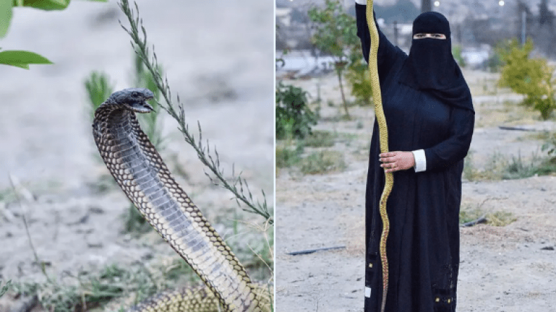 شاهد.. سعودية تقبّل الكوبرى ولا تخاف من الثعابين!