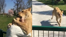 أسدان يحتضنان مربيتهما بعد فراق دام 7 سنوات.. ما الحقيقة؟ (فيديو)