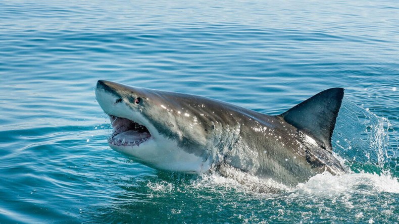 هذا آخر ما قالته السائحة النمساوية ضحية القرش القاتل بمصر!