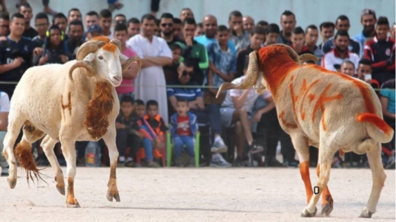 مصارعة الكباش.. هتافات أمام دماء تتطاير