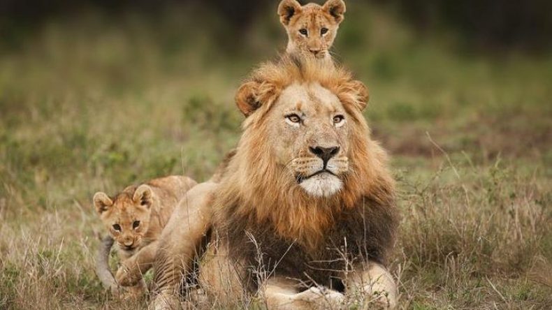 تراجع عدد الأسود حول العالم بنسبة 43 بالمئة.. كم بقي منها؟