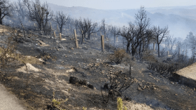 غابات الشرق تتحول إلى رماد في ساعات