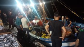 السردين يسجّل أدنى أسعاره منذ سنوات في جيجل