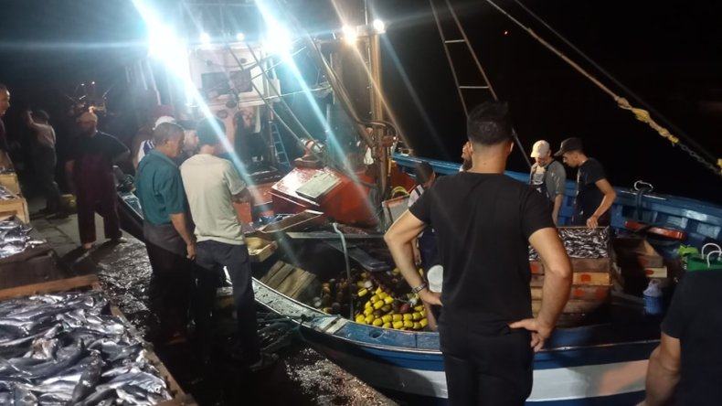 السردين يسجّل أدنى أسعاره منذ سنوات في جيجل