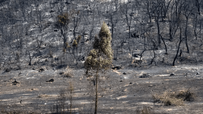 Pour éviter les départs de feux..le ministère de l’Agriculture sur le qui-vive