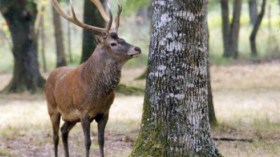 الأيل البربري مهدد بالانقراض في محمية بني صالح بقالمة