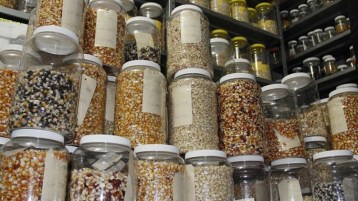 بذرة بنك البذور