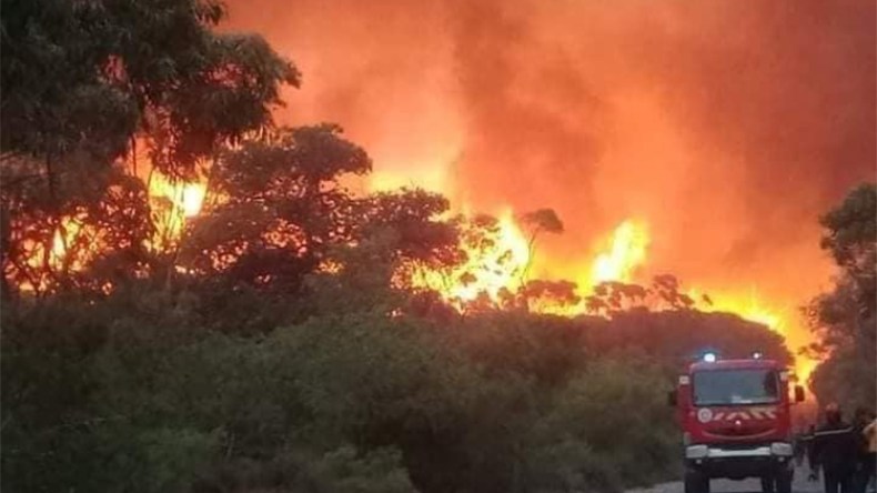 تضامن واسع للفلسطينيين مع الجزائر في حرائق الغابات