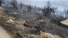 تعويض الفلاحين المتضررين من الحرائق.. ولاية تيبازة تصدر بيانا