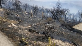 دعوة إلى ثورة بيئية وغرس مليوني شجرة في القالة