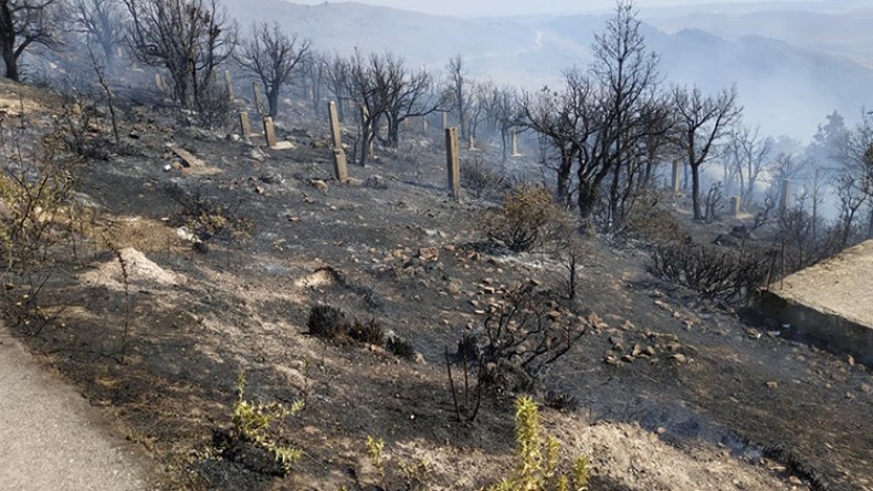 دعوة إلى ثورة بيئية وغرس مليوني شجرة في القالة