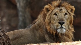 Des Lions vendus aux enchères: Grosse polémique!