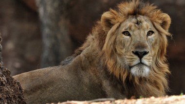 Des Lions vendus aux enchères: Grosse polémique!