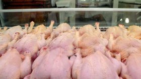 ضبط 184 قنطار من الدجاج موجهة للمضاربة