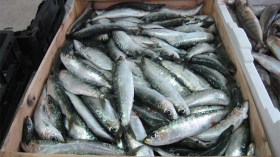 انهيار في أسعار السردين ما دون 100 دج في أسواق سواحل الشرق