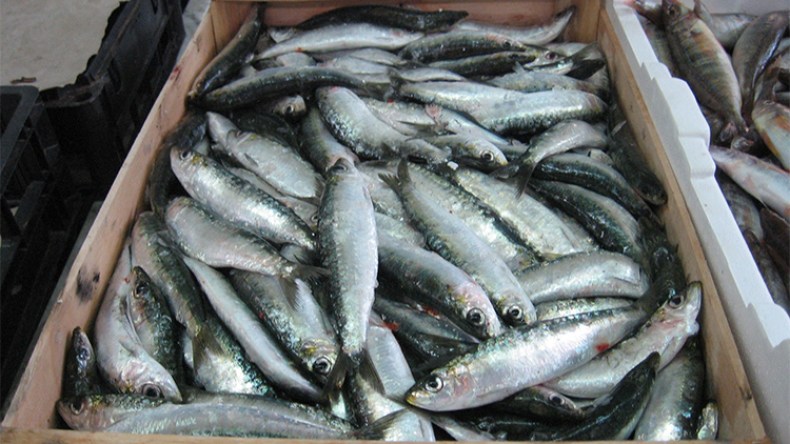 انهيار في أسعار السردين ما دون 100 دج في أسواق سواحل الشرق