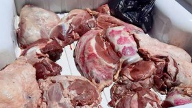 تسويق لحوم الحمير والبغال والأحصنة بات ظاهرة خطيرة