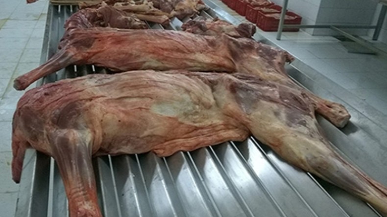 حمير.. بغال وأحصنة على موائد التلمسانيين