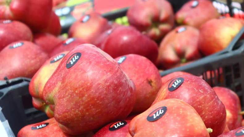 انطلاق موسم جني تفاح إشمول في باتنة