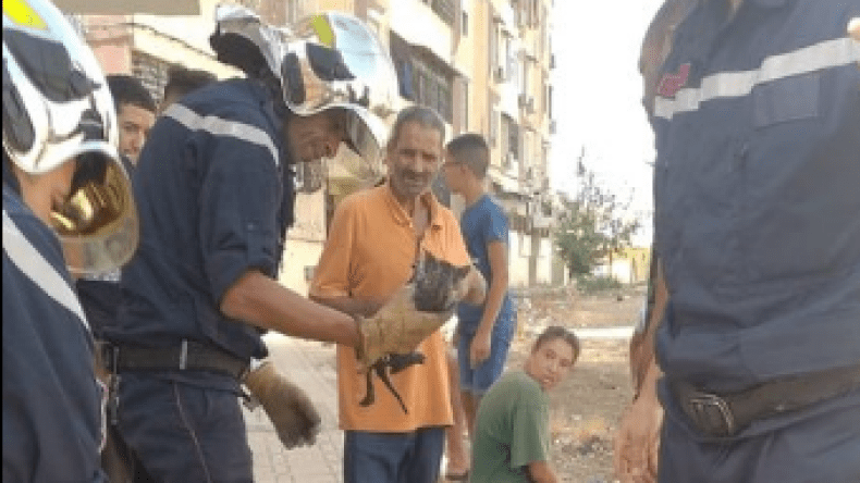 بالصور.. إنقاذ قط صغير علق في بالوعة بقسنطينة