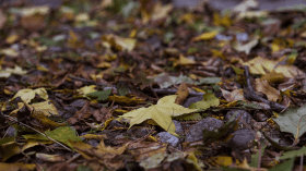 تحسبا لخريف قبل الشتاء