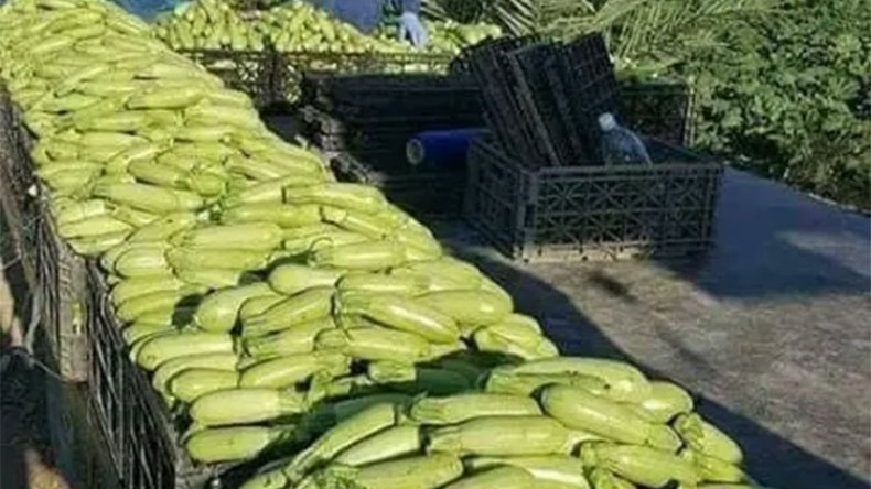 الإنتاج الفلاحي يغطي 74 بالمائة من الحاجيات الوطنية