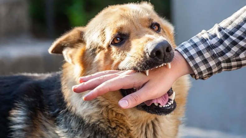 40 بالمائة من حالات الكلَب في الجزائر تصيب الأطفال