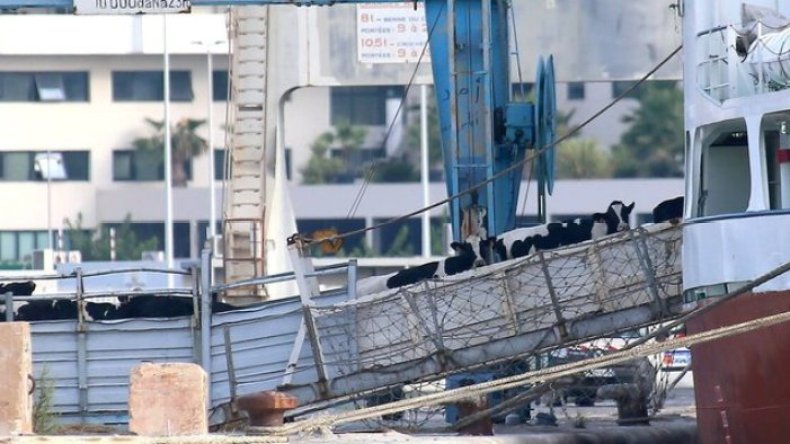 الجزائر ترفض استلام 789 عجلا من فرنسا لهذا السبب