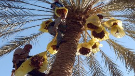 لقاء وطني لحماية التمور من أضرار المواد الكيميائية