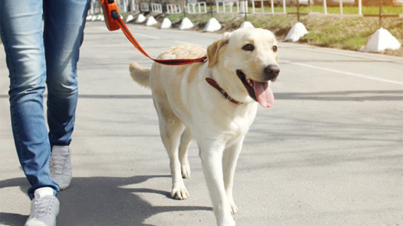 السير بالكلاب في الشوارع بين الاستعراض وتهديد حياة الناس