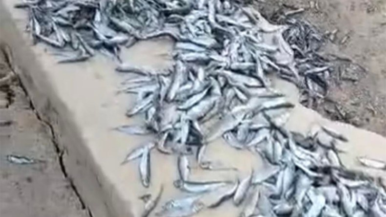 مجهولون يرمون قناطير من الأسماك المتعفنة