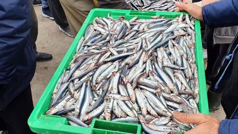 تحقيقات بشأن اصطياد أسماك لم تبلغ الحجم التجاري في المدن الساحلية