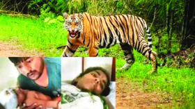 أم هندية تقاتل نمرا بيديها كي تنقذ رضيعها (فيديو)