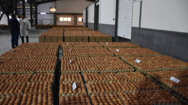 بالصور.. مركّب لتربية الدواجن في عين الدفلى ينتج مليون حبّة بيض يوميا