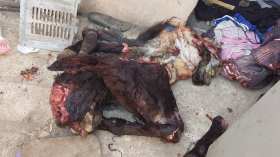 بالصور.. اكتشاف بقايا لحوم حمير موجهة للتسويق بوهران