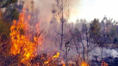 Chlef: 15 hectares de forêt ravagés par un incendie a Ténès