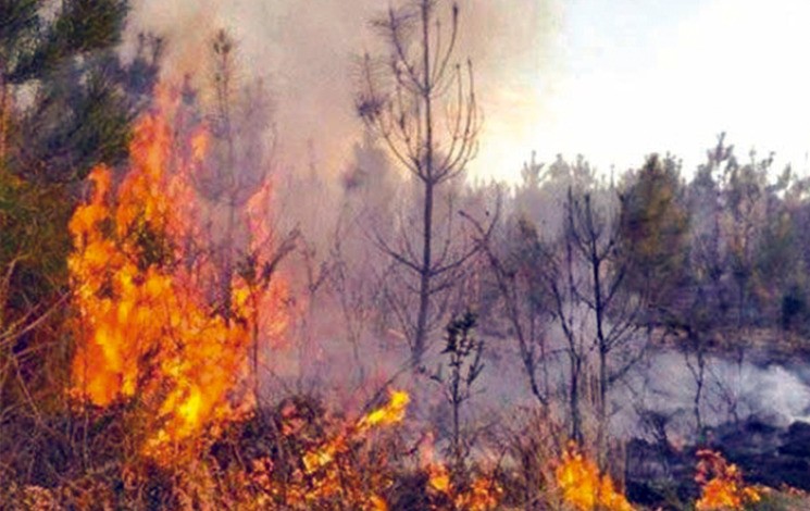 Chlef: 15 hectares de forêt ravagés par un incendie a Ténès