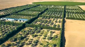 الأمن الغذائي.. معركة “تخضير الصحراء!”