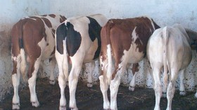 إلغاء خامس مناقصة دولية لاستيراد 1000 عجل موجه للذبح